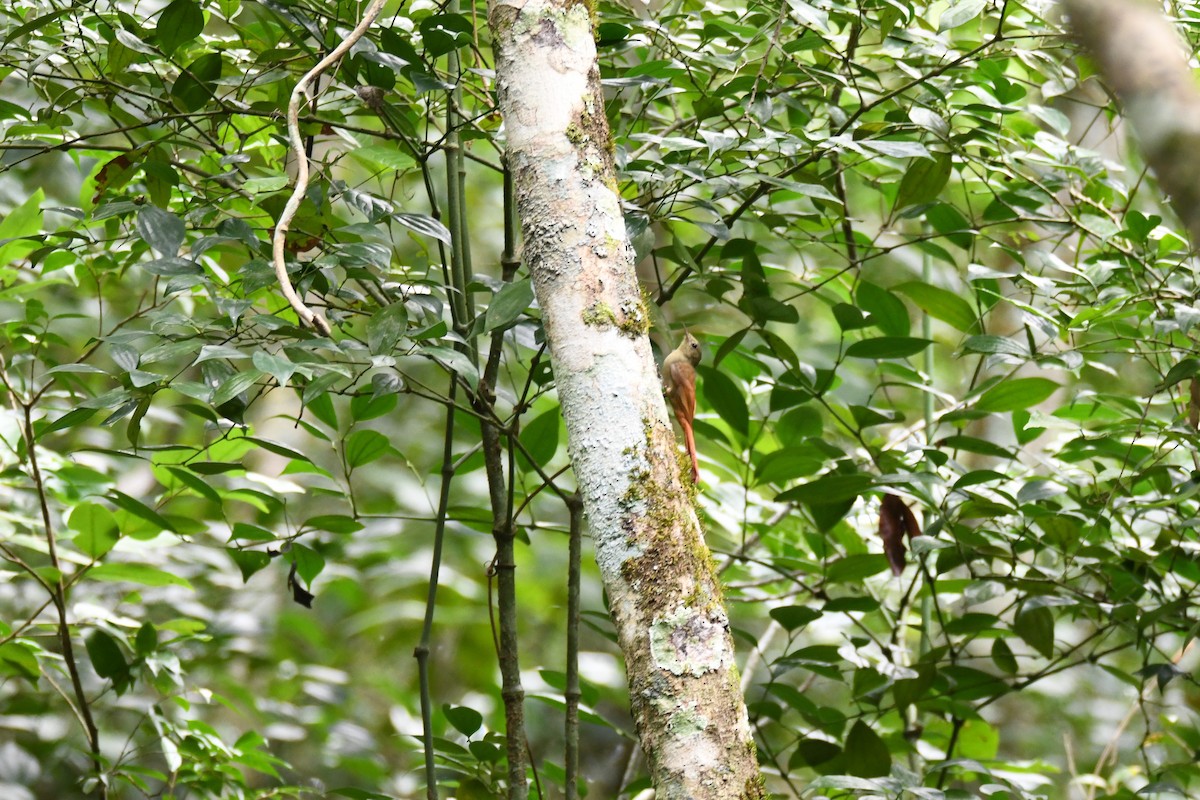 Olivaceous Woodcreeper - ML643474786