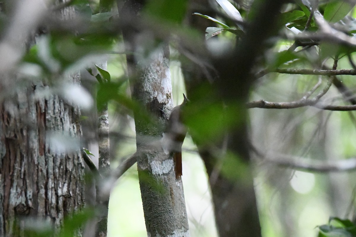 Olivaceous Woodcreeper - ML643474787