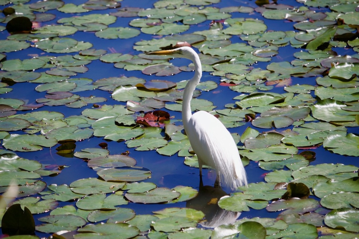 Great Egret - ML643474788