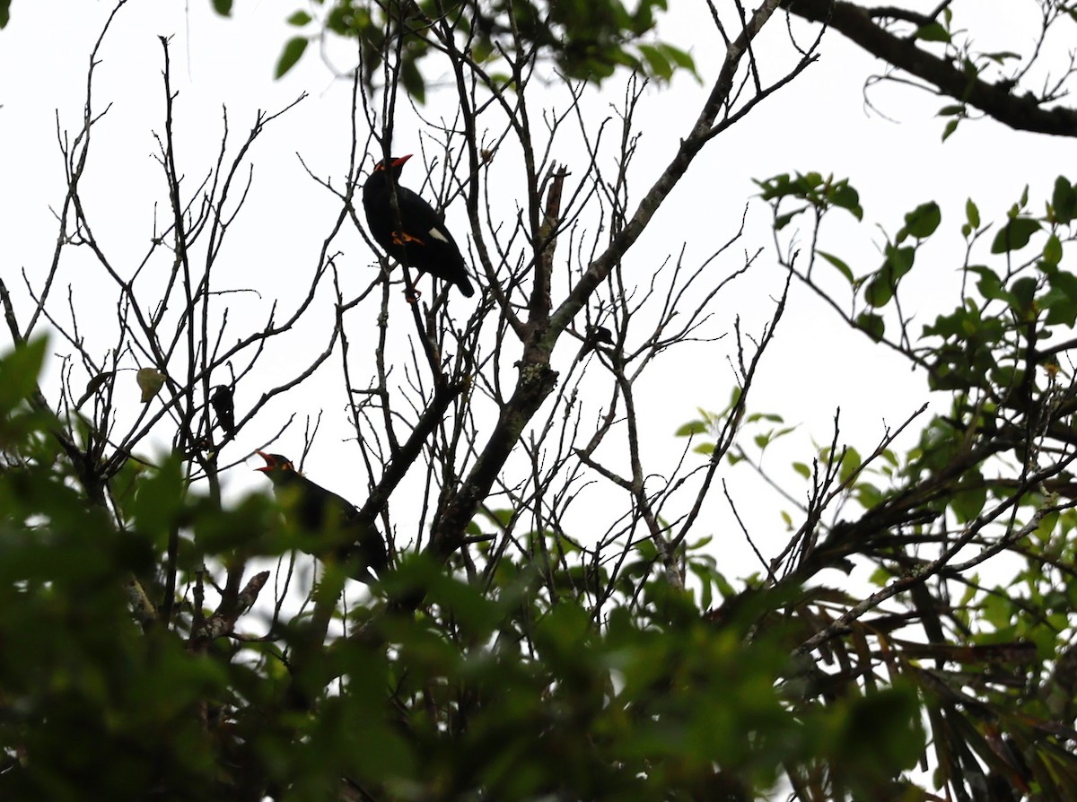 Jungle Myna - ML643474790