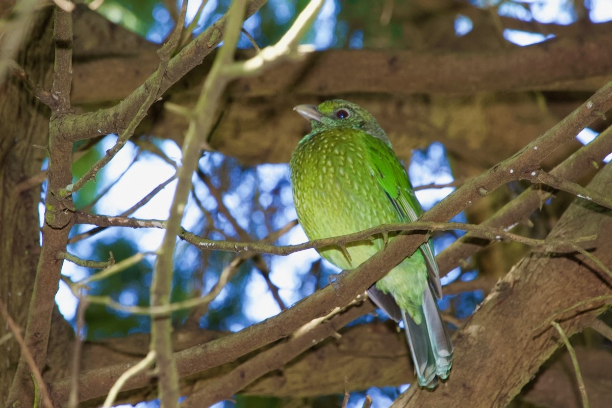 Green Catbird - ML643474791