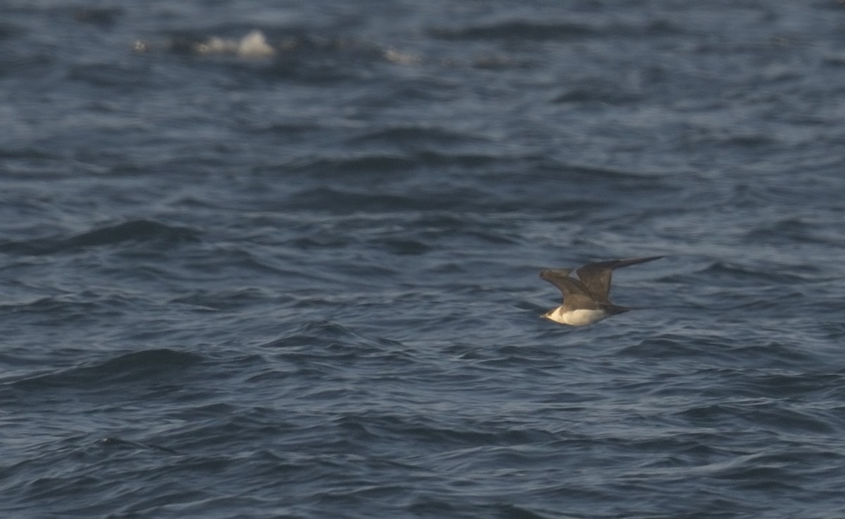 Long-tailed Jaeger - ML643474796