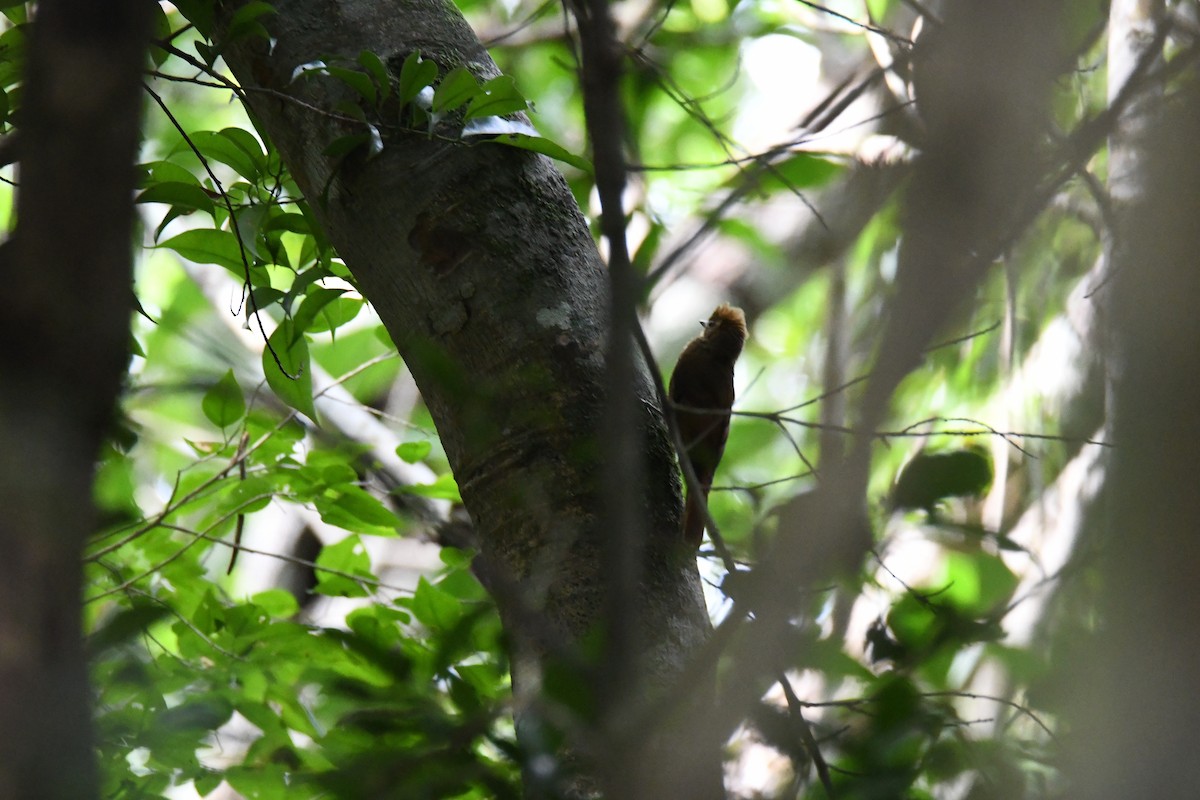 Tawny-winged Woodcreeper - ML643474800