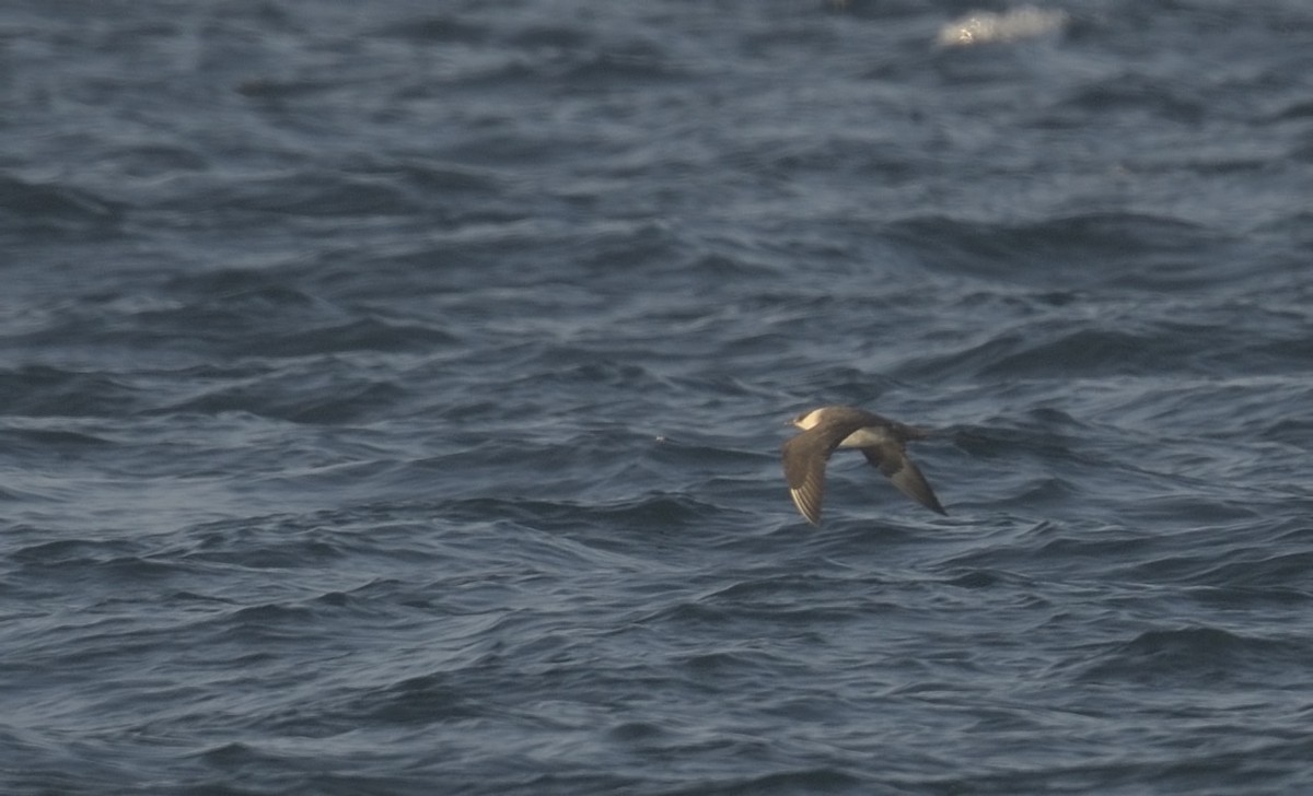 Long-tailed Jaeger - ML643474803