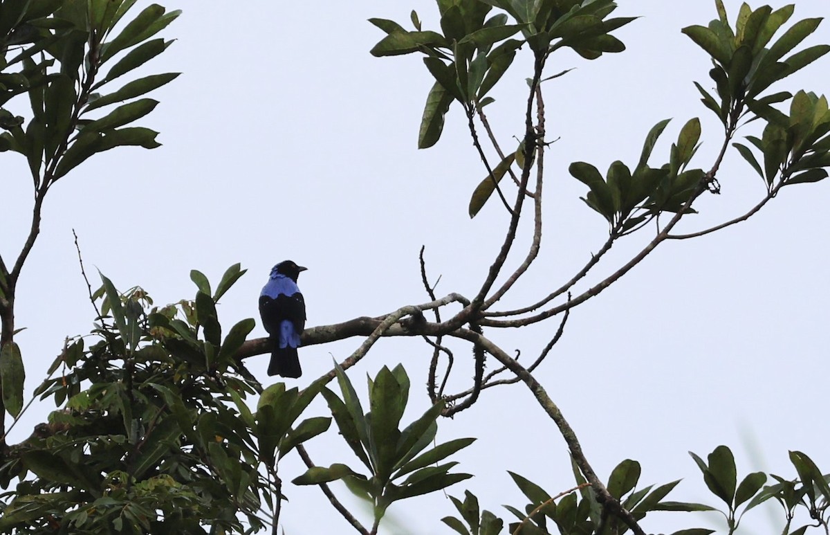 Asian Fairy-bluebird - ML643474806