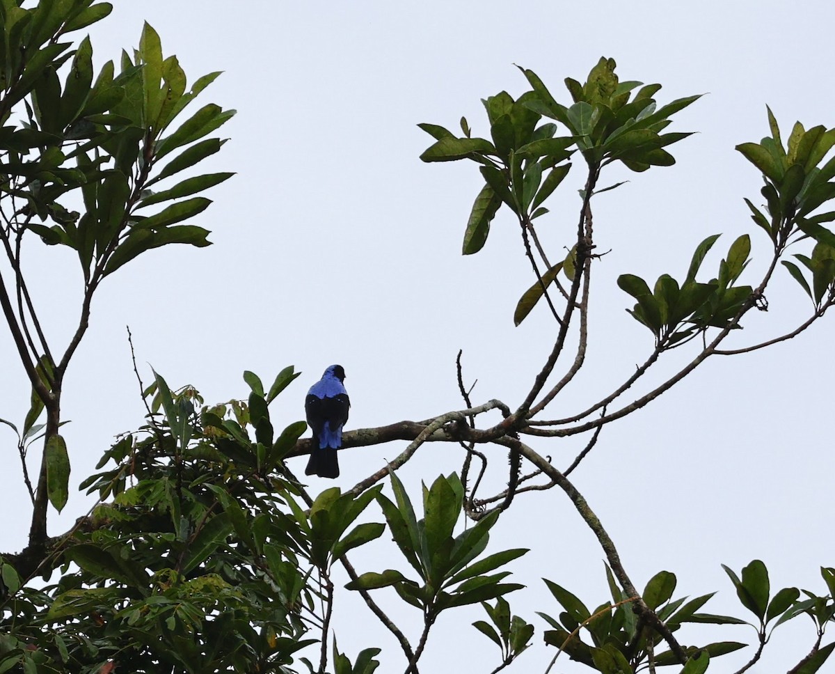 Asian Fairy-bluebird - ML643474807