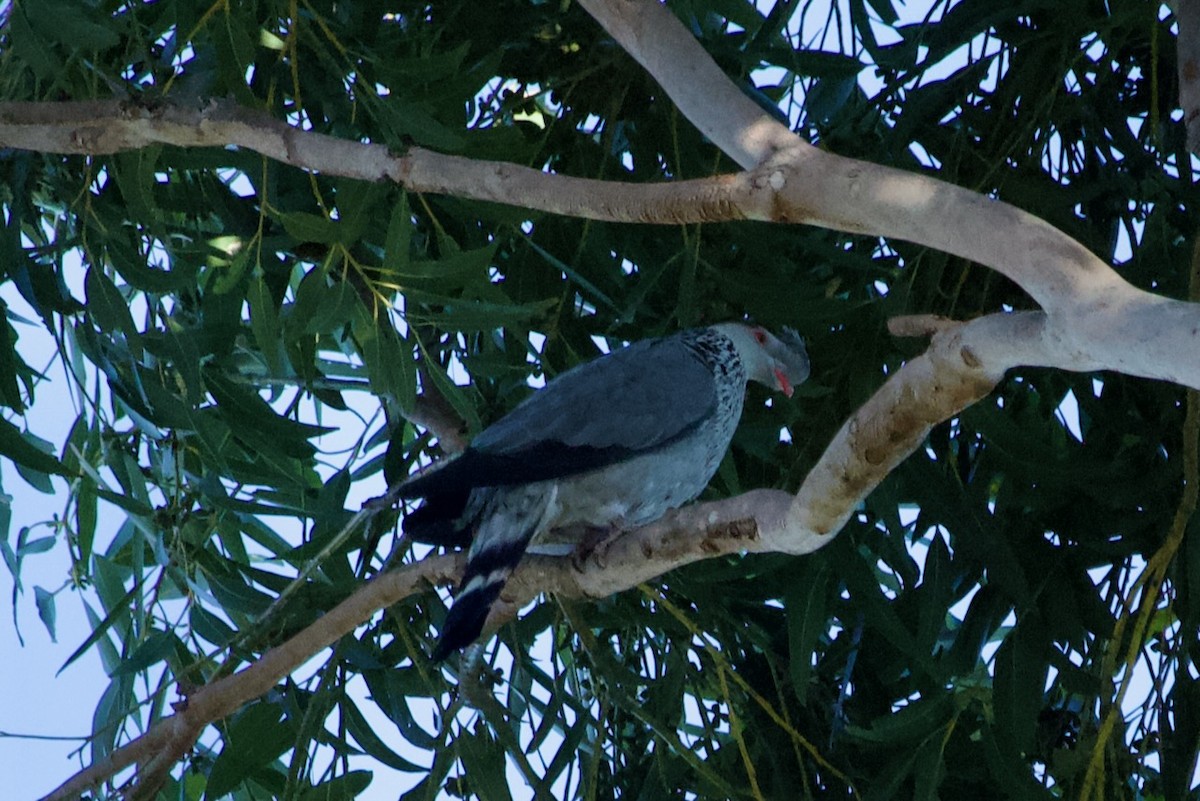 Topknot Pigeon - ML643474810