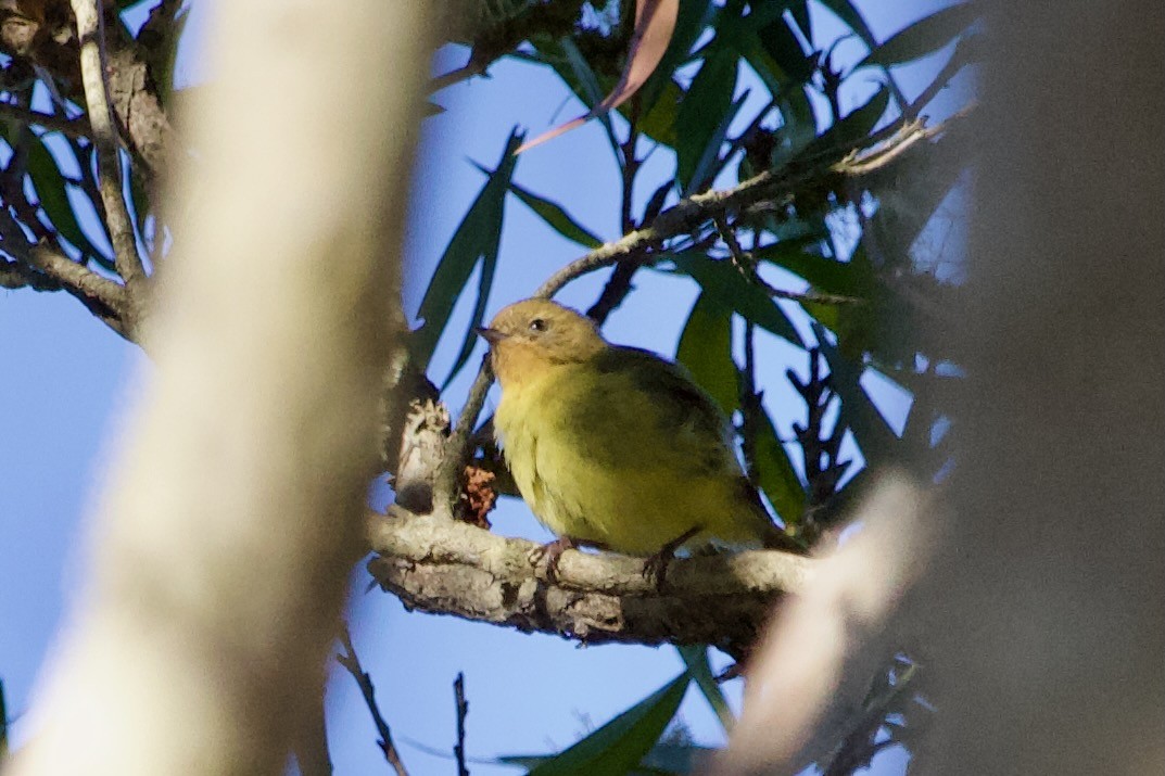 Yellow Thornbill - ML643474811