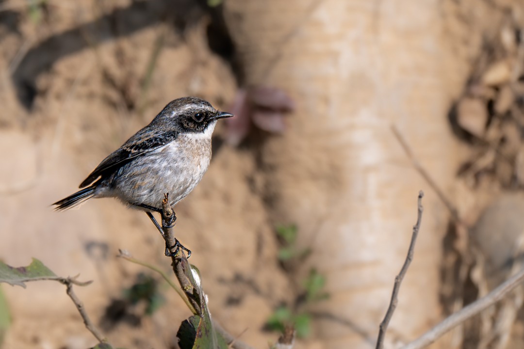 Gray Bushchat - ML643474820