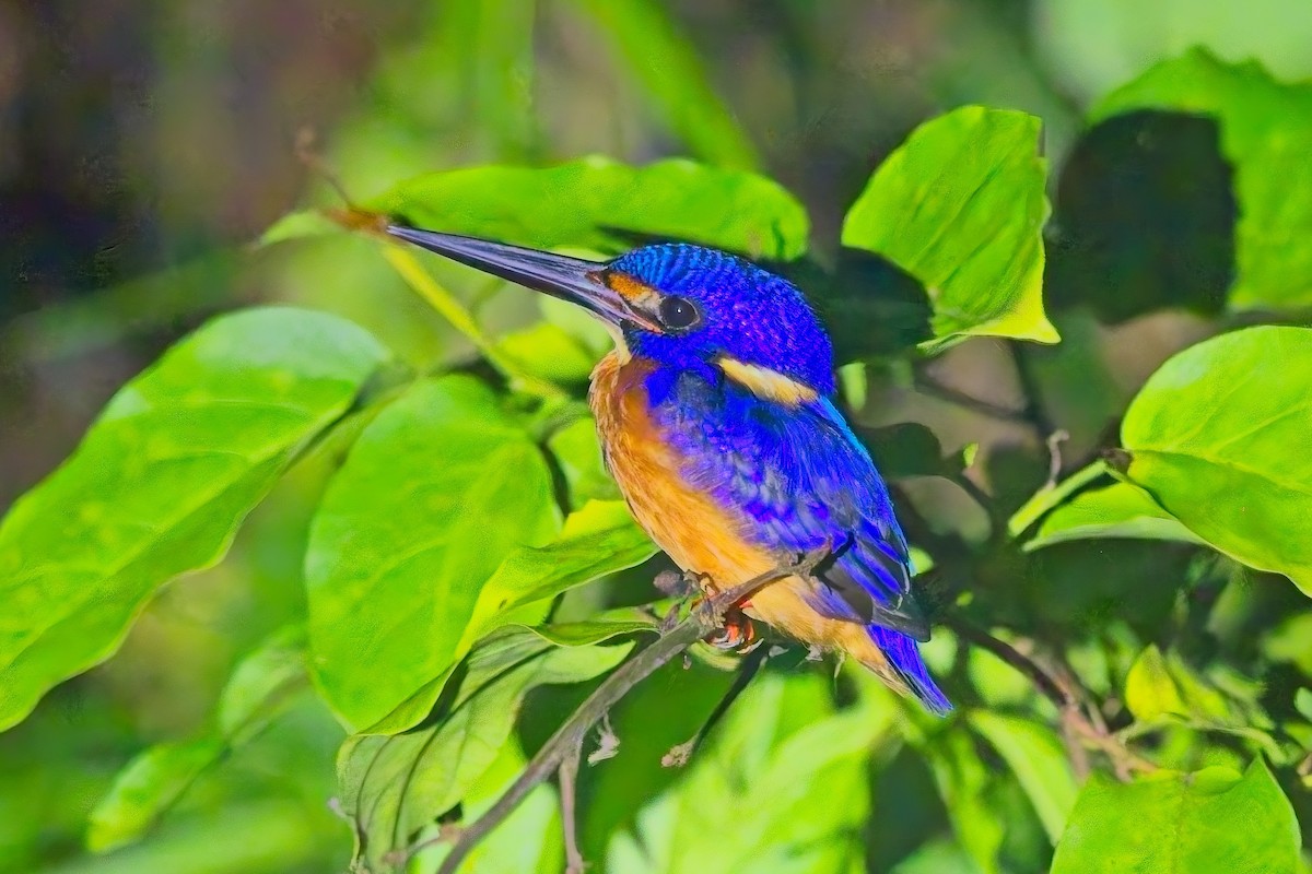 Blue-eared Kingfisher - ML643474842
