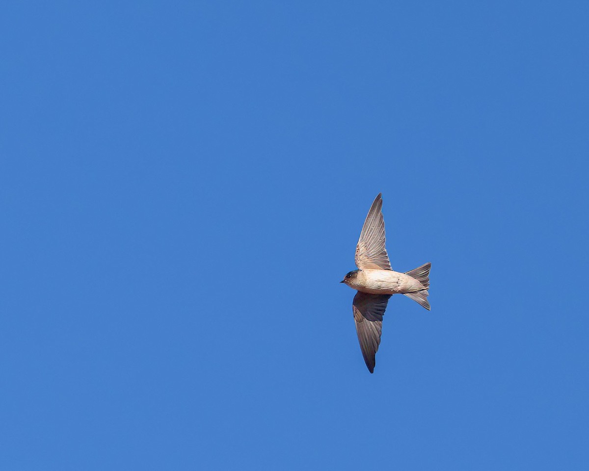 Австралийская ласточка - ML643474843