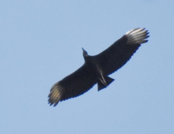Black Vulture - ML643474845