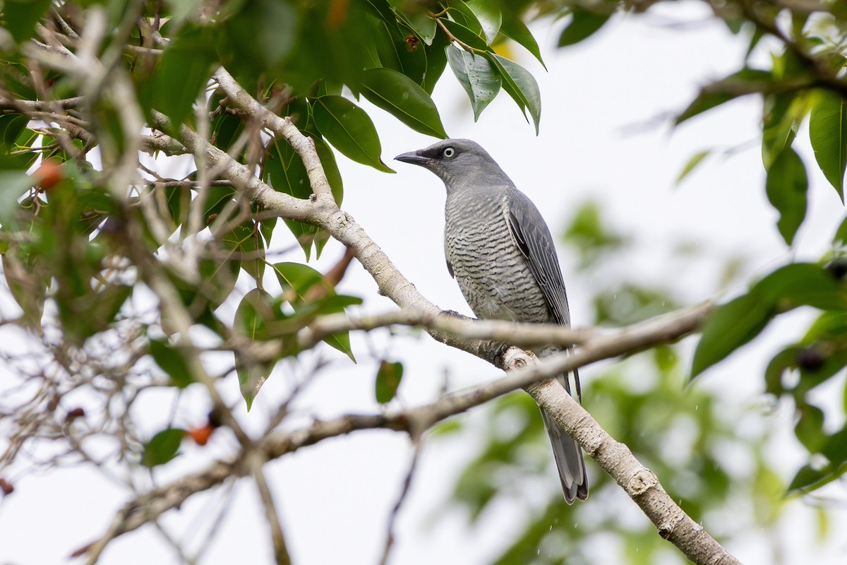 Barred Cuckooshrike - ML643474859