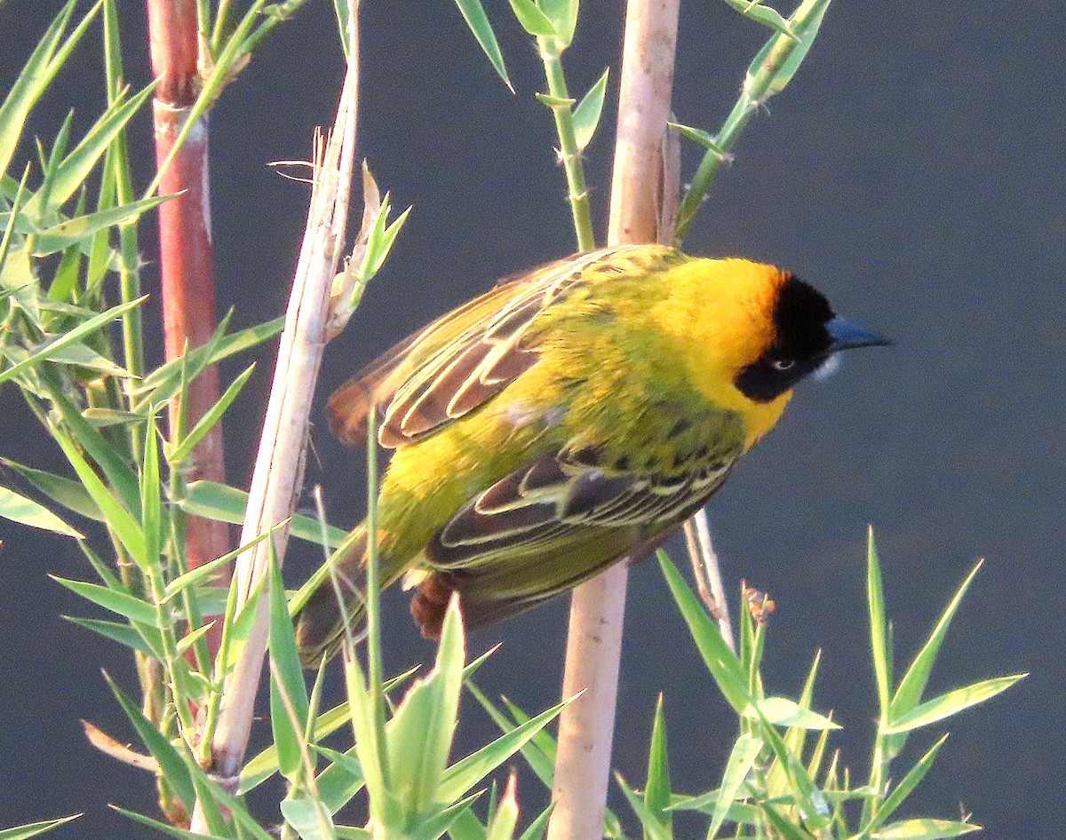 Lesser Masked-Weaver - ML643474863