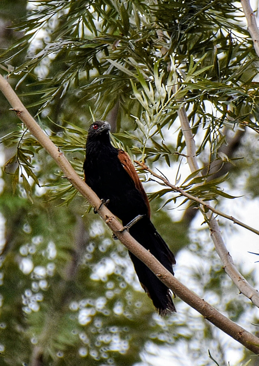 Greater Coucal - ML643474875