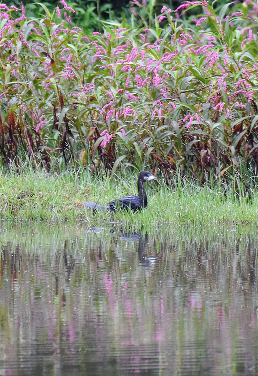 Little Cormorant - ML643474880