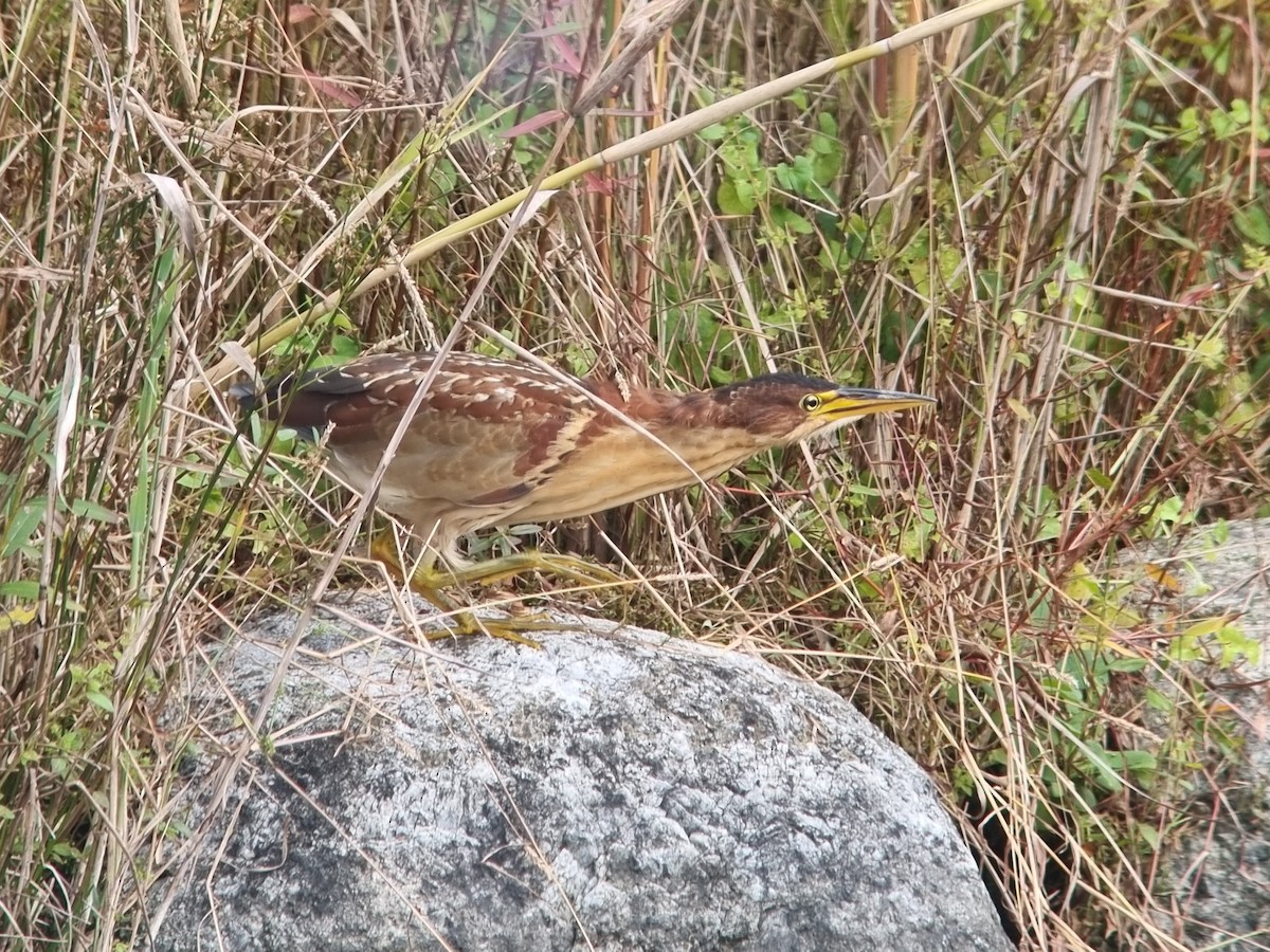 Schrenck's Bittern - ML643474899