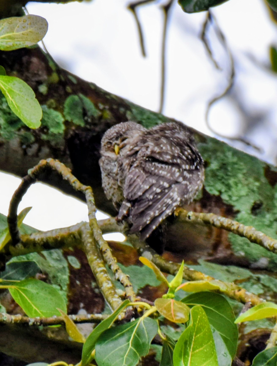Spotted Owlet - ML643474919