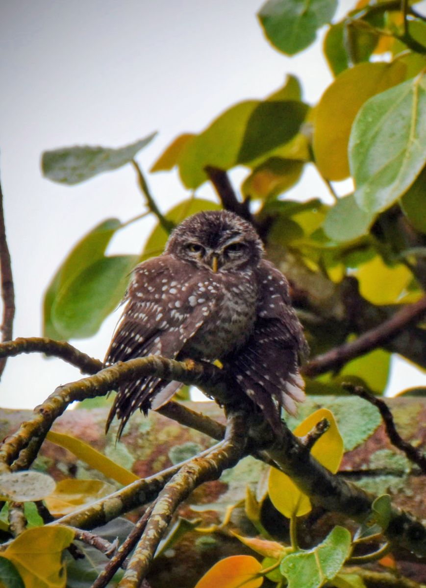 Spotted Owlet - ML643474920