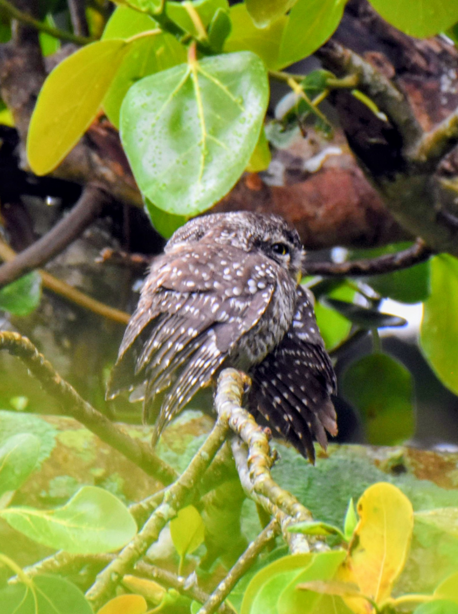Spotted Owlet - ML643474921