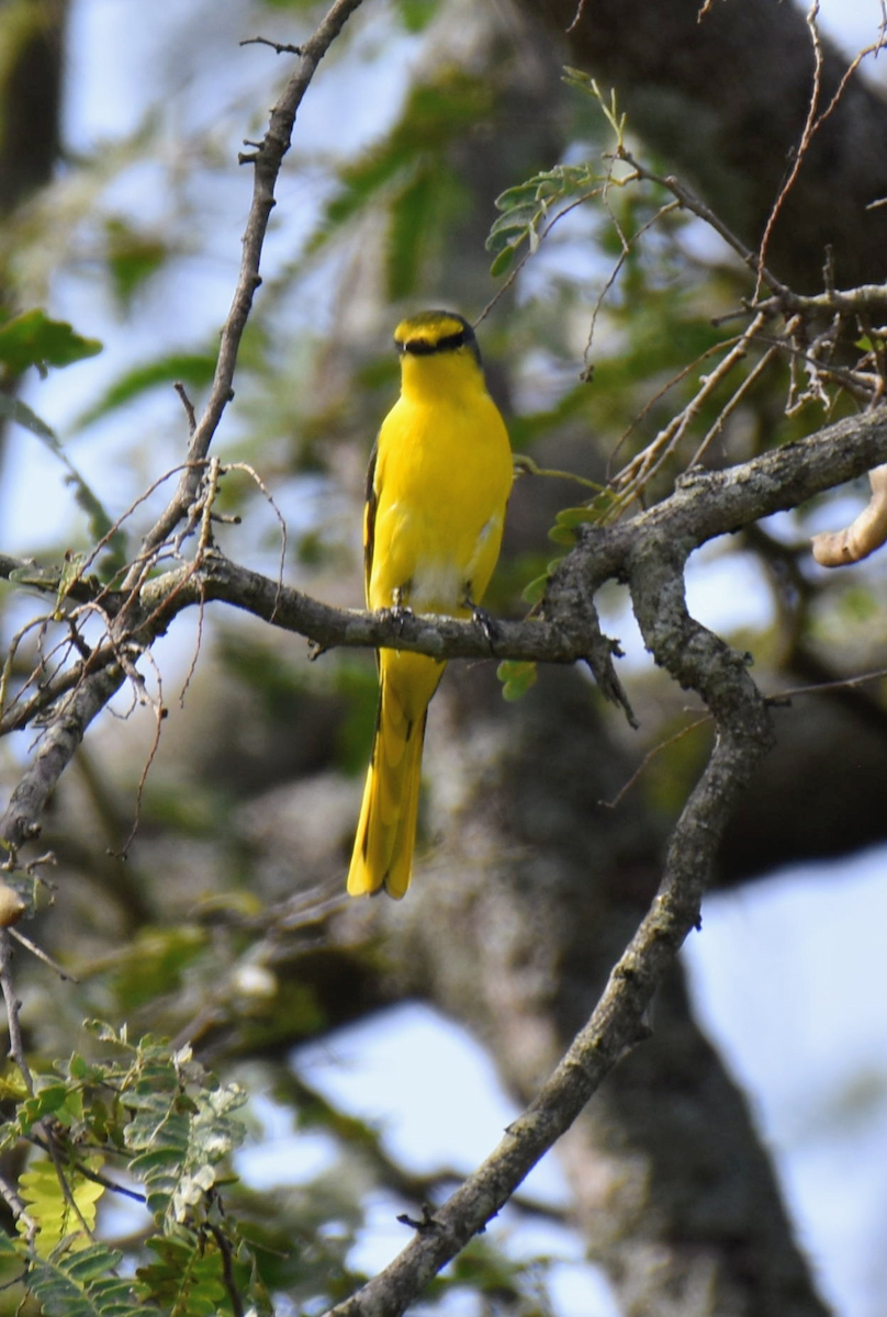 Orange Minivet - ML643474925