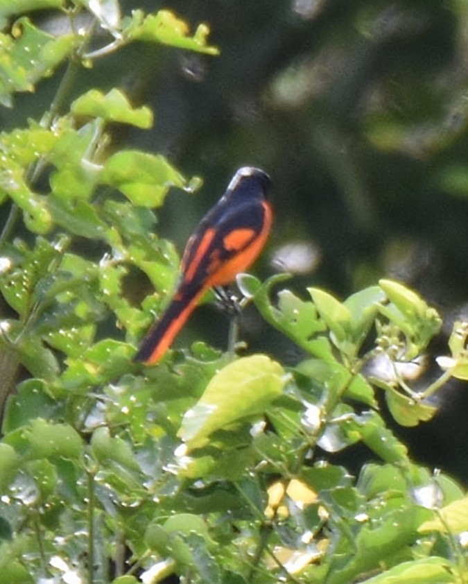 Orange Minivet - ML643474926