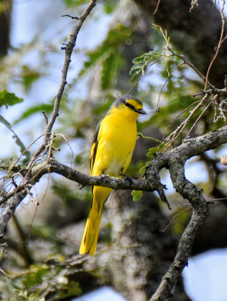 Orange Minivet - ML643474927