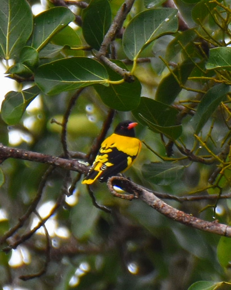 Black-hooded Oriole - ML643474928