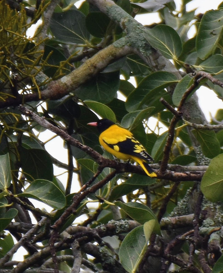 Black-hooded Oriole - ML643474929