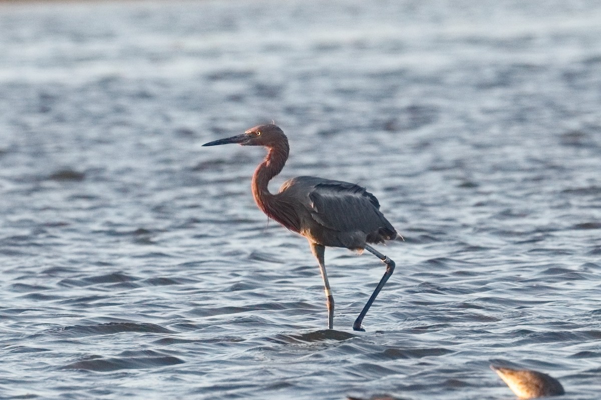 Reddish Egret - ML643474932