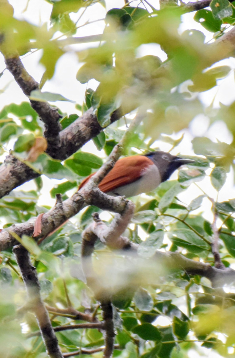 Indian Paradise-Flycatcher - ML643474933