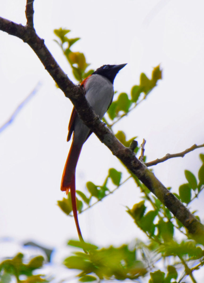 Indian Paradise-Flycatcher - ML643474934