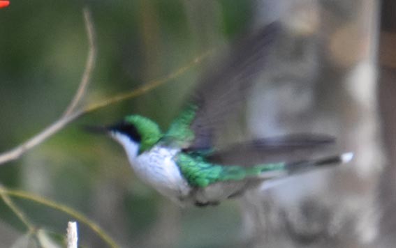 Black-eared Fairy - ML643474946