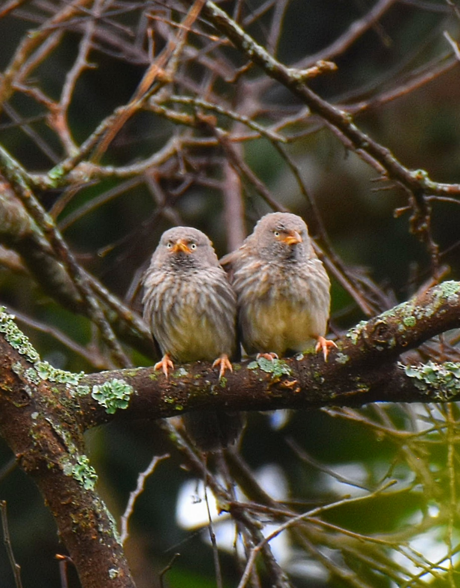 Jungle Babbler - ML643474950