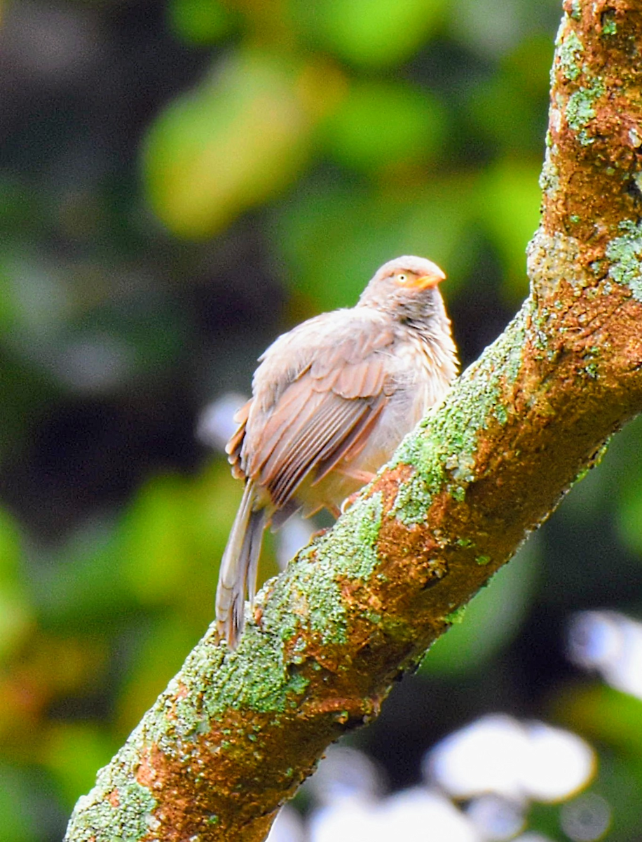 Jungle Babbler - ML643474952