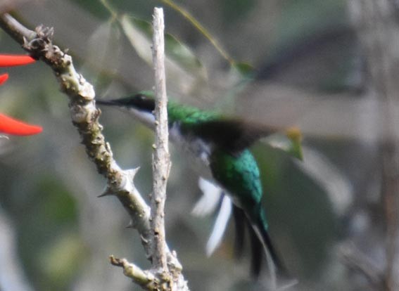 Black-eared Fairy - ML643474957