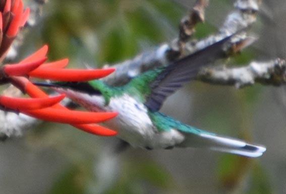 Black-eared Fairy - ML643474963