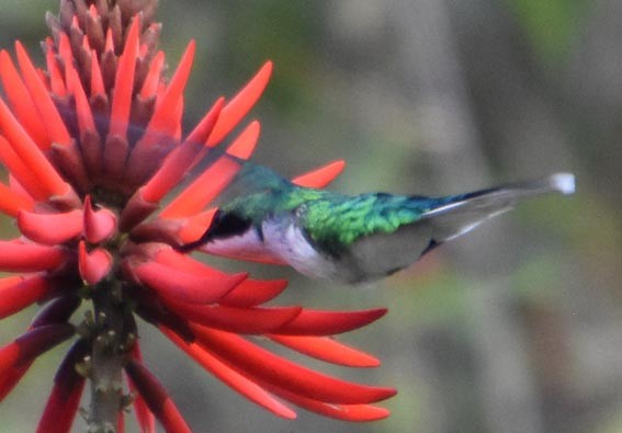 Black-eared Fairy - ML643474969