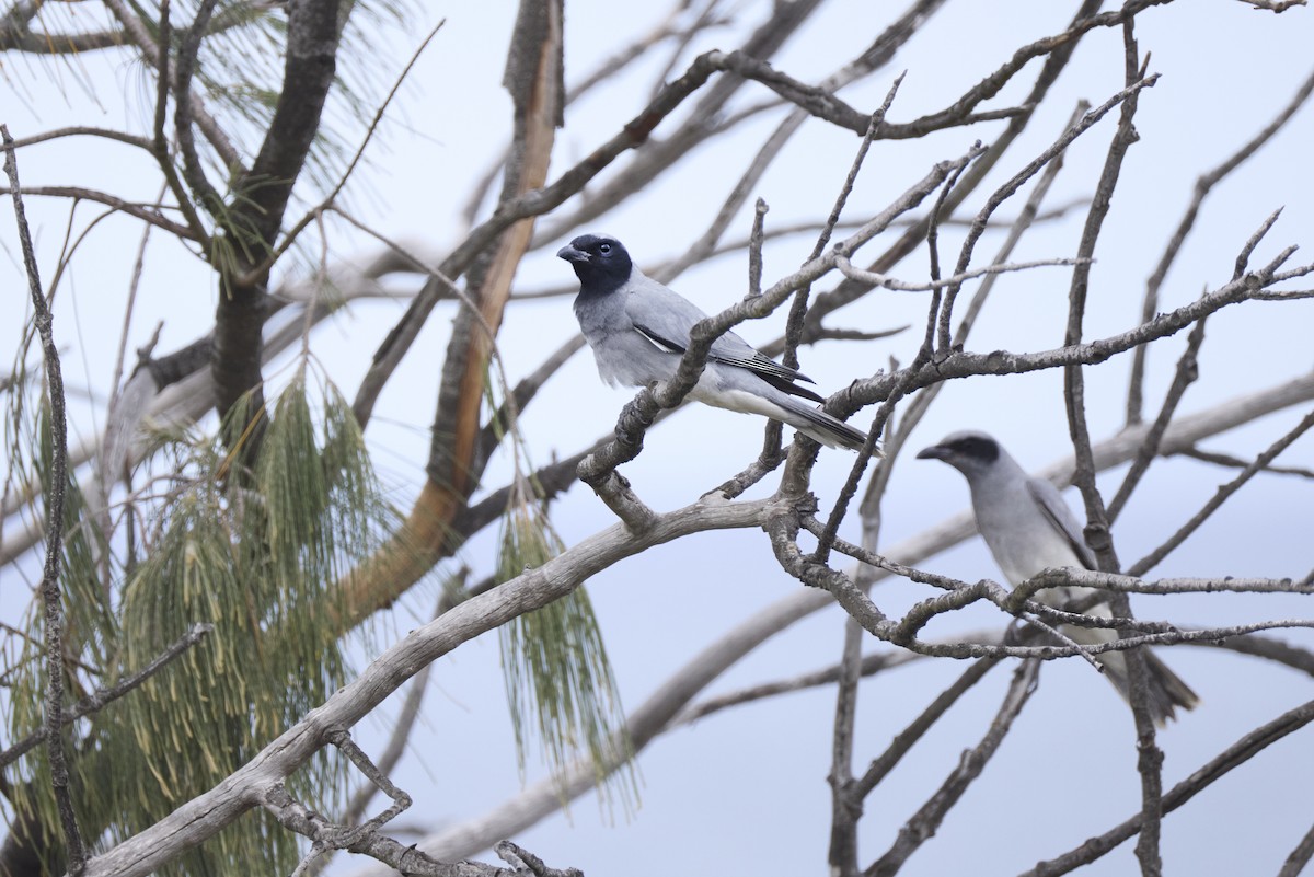Black-faced Cuckooshrike - ML643474972