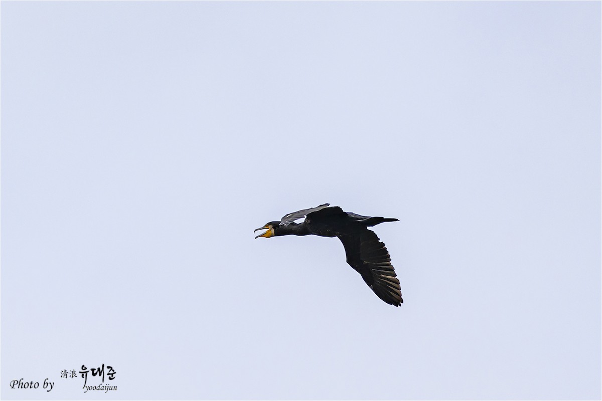 Cormorán Grande - ML643474977
