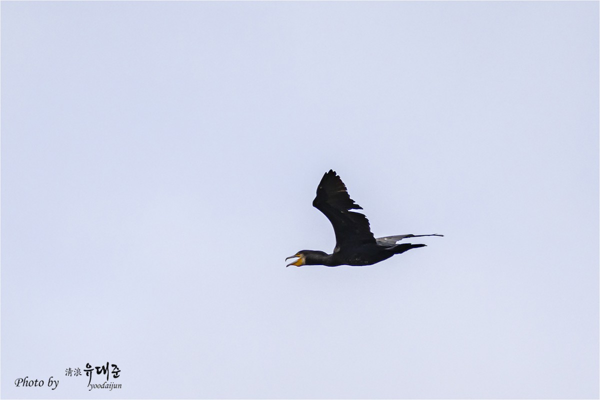 Cormorán Grande - ML643474978