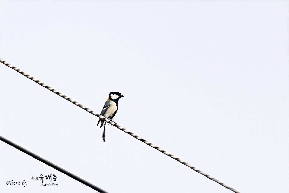 Asian Tit - ML643475000