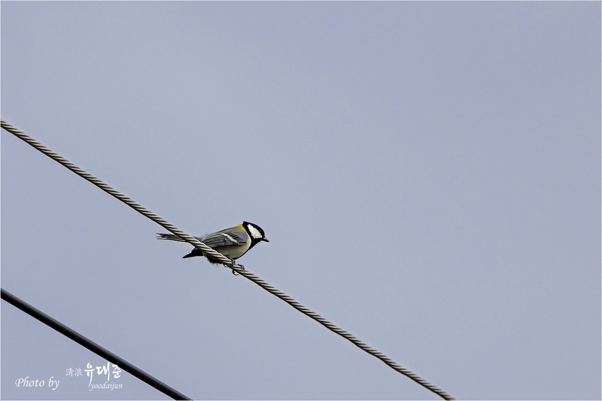 Asian Tit - ML643475001