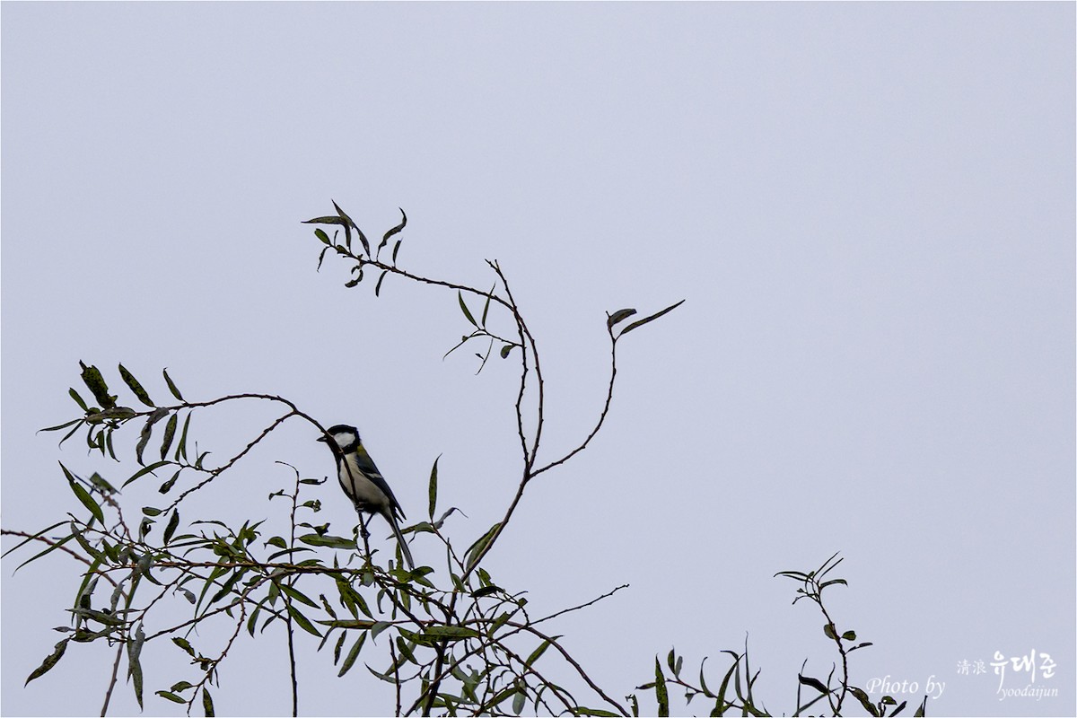 Asian Tit - ML643475002