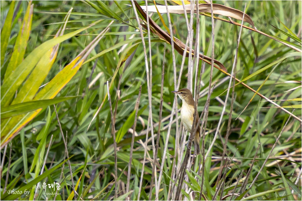 Oriental Reed Warbler - ML643475004