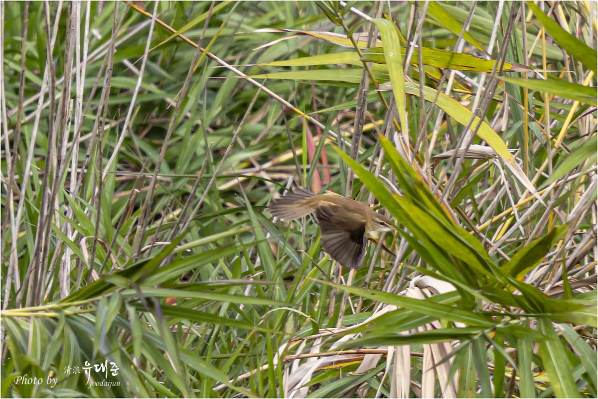 Oriental Reed Warbler - ML643475006