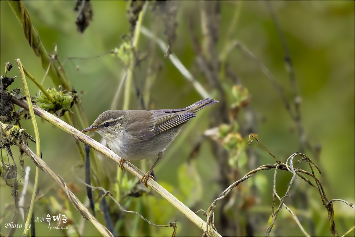 Kamchatka Leaf Warbler - ML643475018
