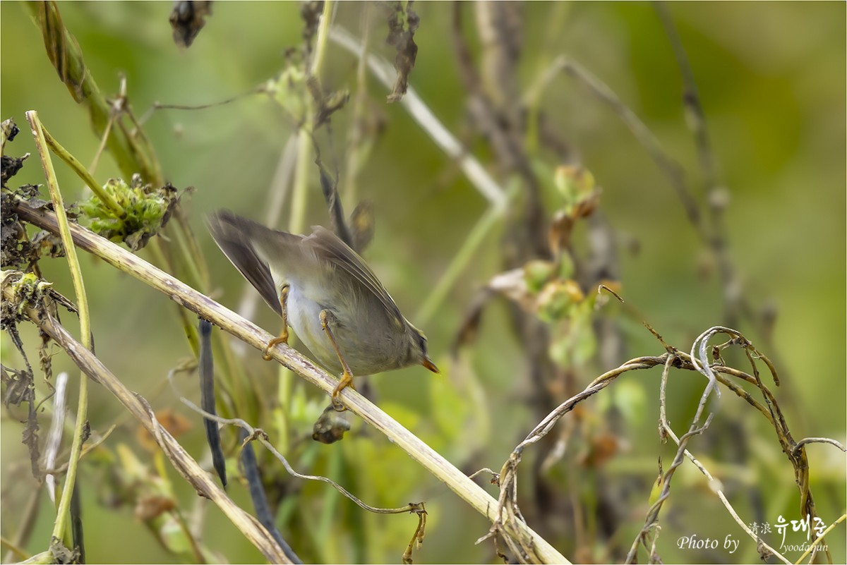 Kamchatka Leaf Warbler - ML643475019