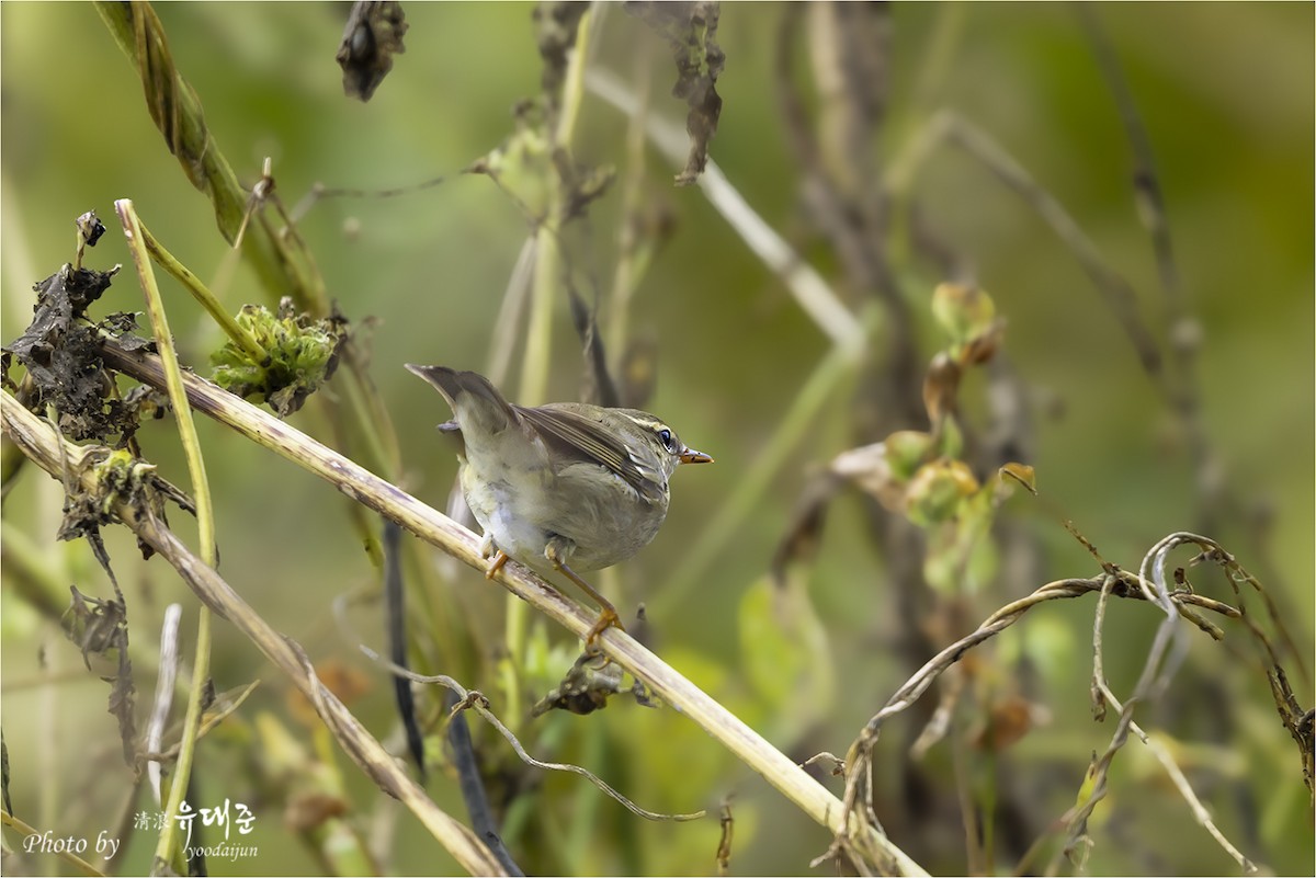 Kamchatka Leaf Warbler - ML643475020