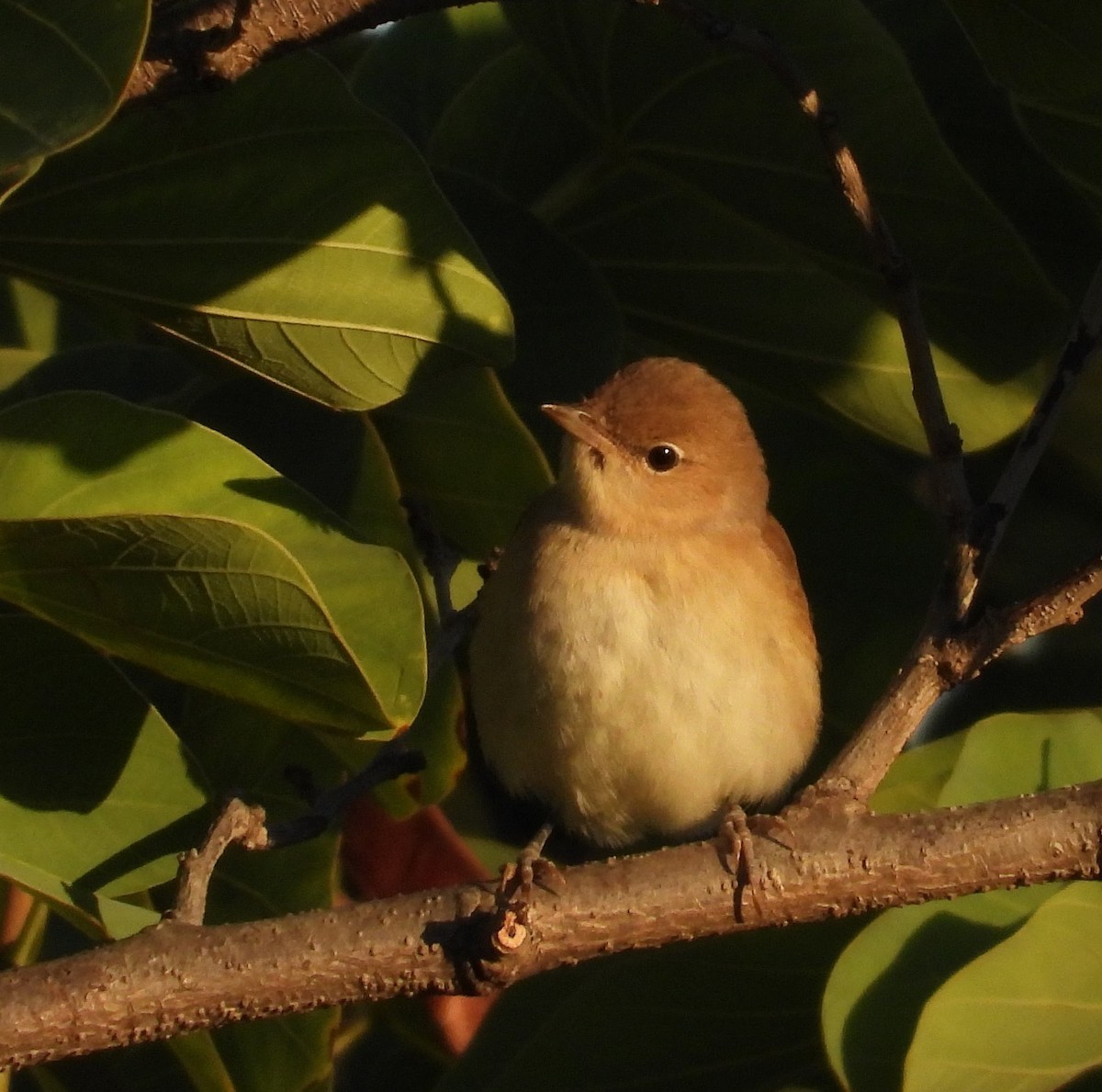 Fauvette des jardins - ML643475021